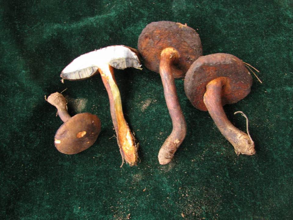Sutorius brunneissimus image
