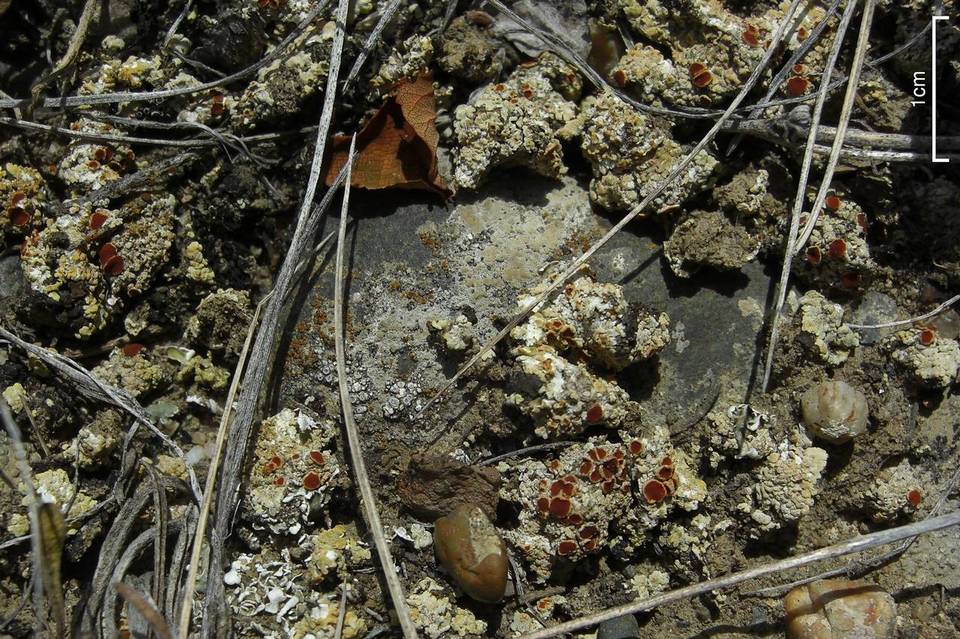 Fulgensia subbracteata image