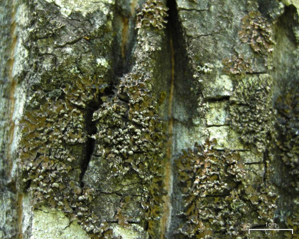 Melanelixia albertana image