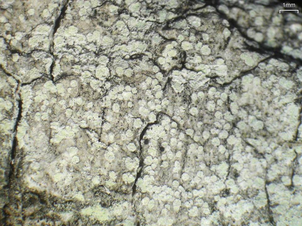 Lecanora impudens image