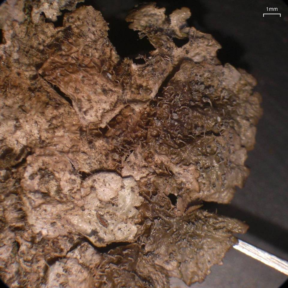 Melanohalea subelegantula image