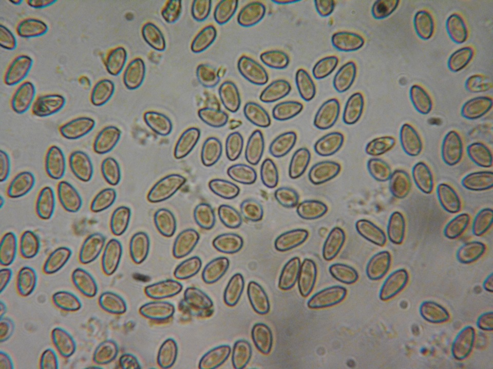 Inocybe leiocephala image