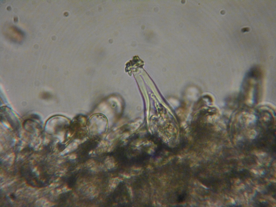 Inocybe leiocephala image