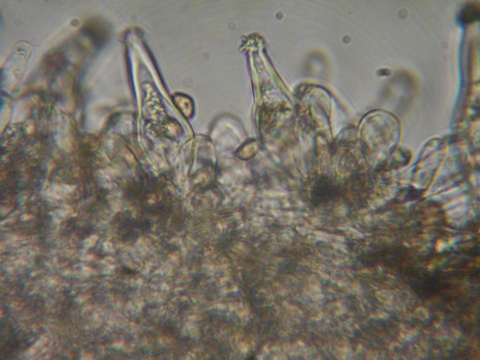 Inocybe leiocephala image