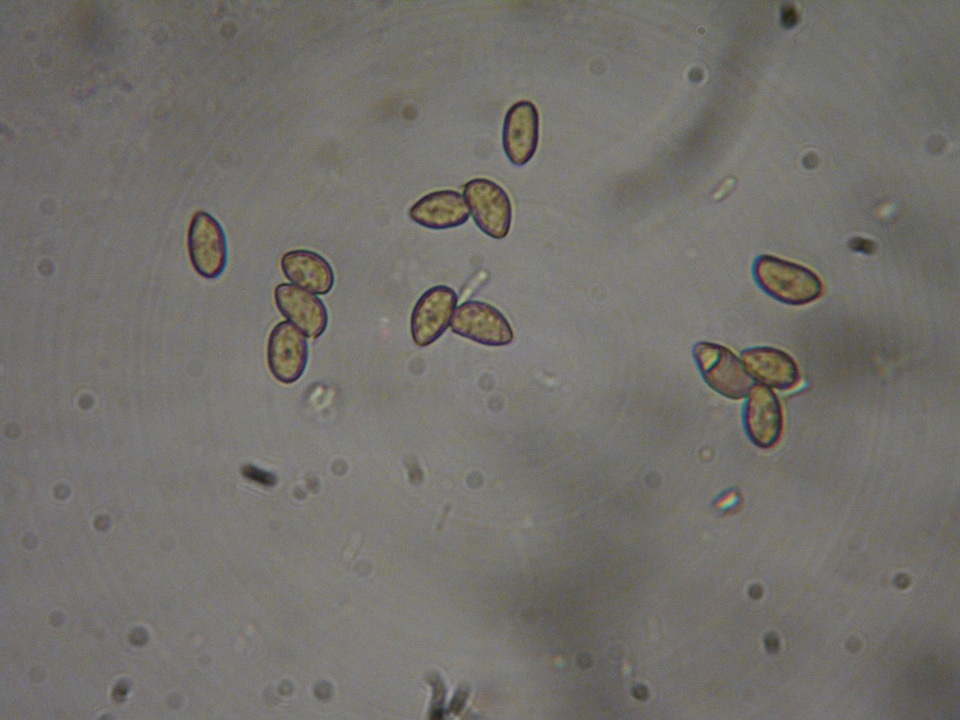 Inocybe leiocephala image