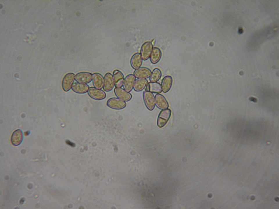 Inocybe leiocephala image
