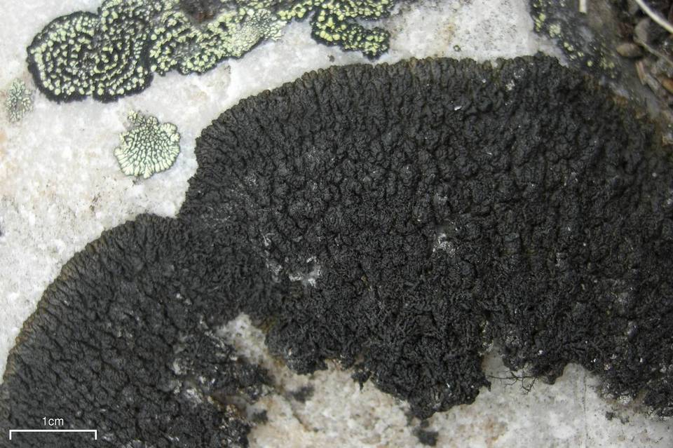 Pseudephebe minuscula image