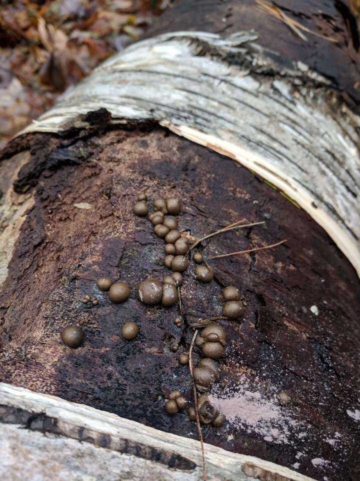 Lycogala epidendrum image