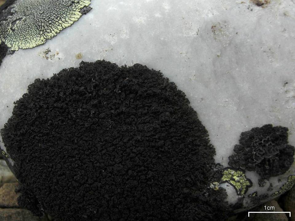 Pseudephebe minuscula image
