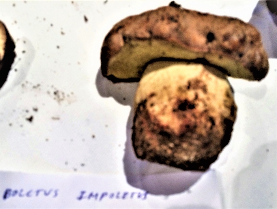 Boletus impolitus image