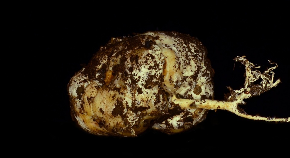 Sclerogaster pacificus image