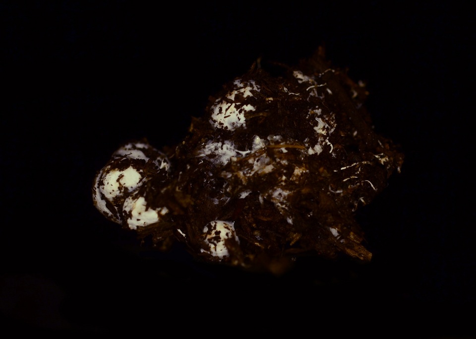 Sclerogaster image