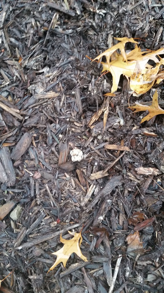 Sclerogaster image