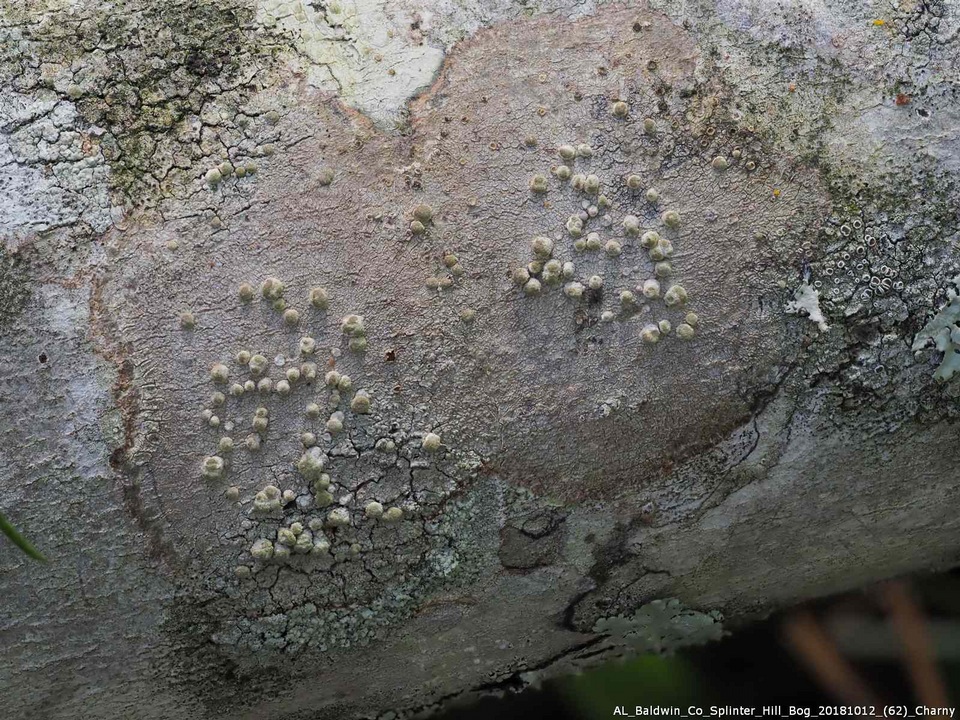 Syncesia image