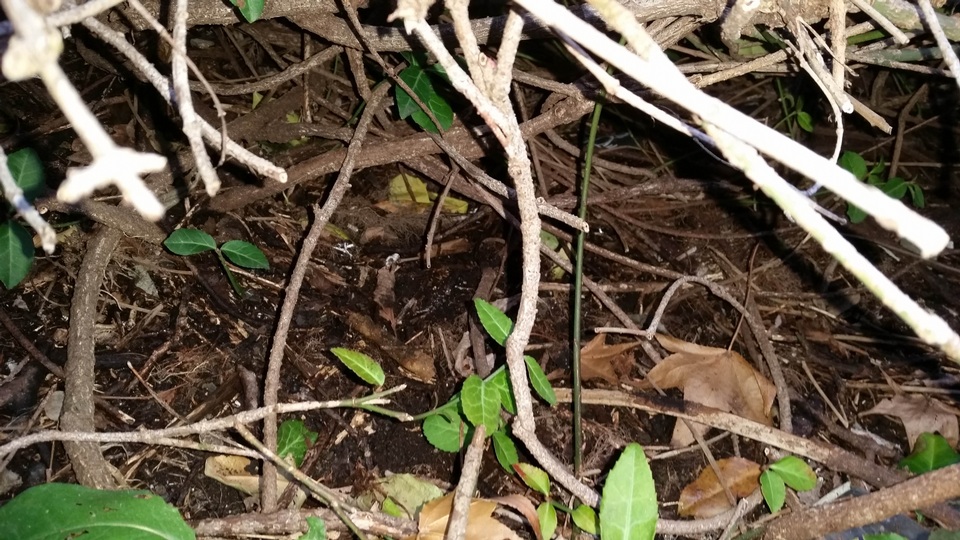 Byssosphaeria schiedermayeriana image