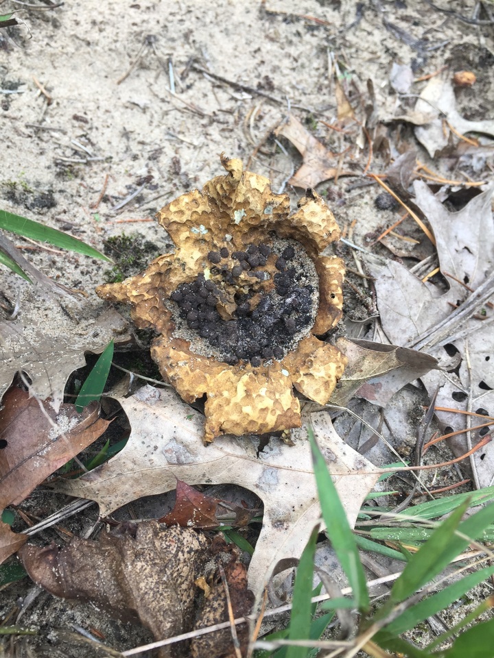 Scleroderma floridanum image