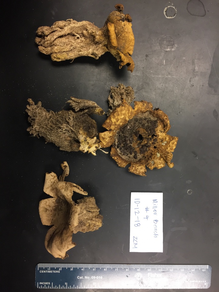 Scleroderma floridanum image
