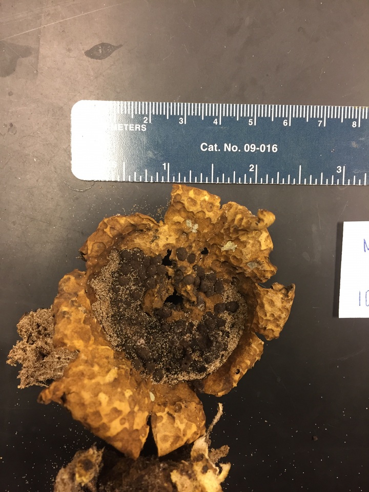 Scleroderma floridanum image