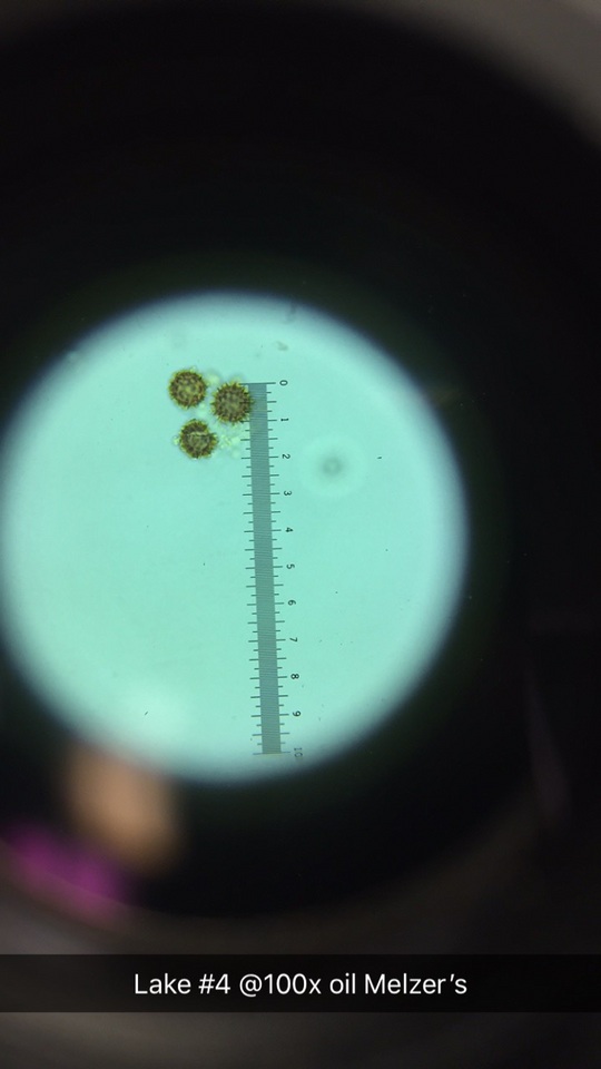 Scleroderma floridanum image