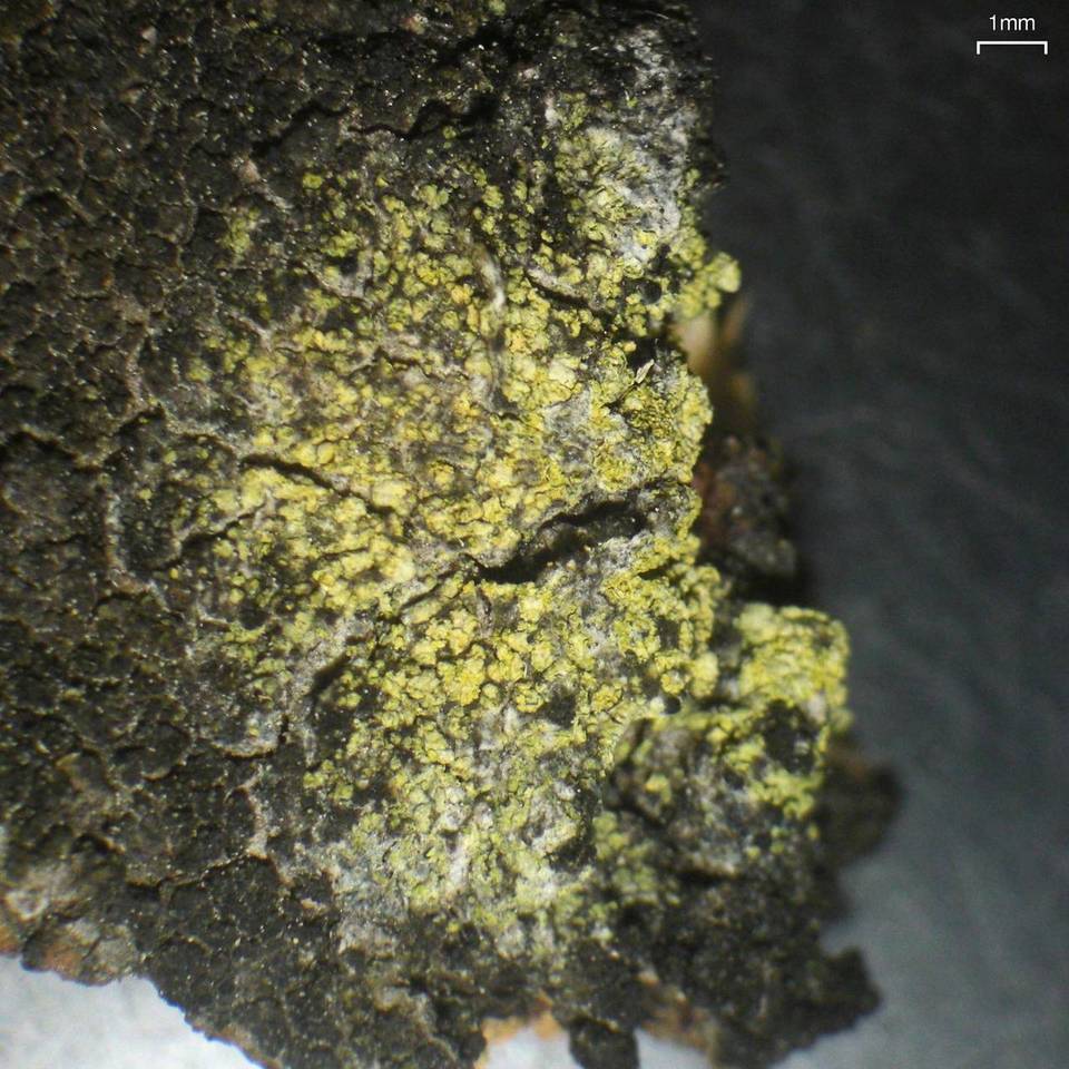 Caloplaca xanthostigmoidea image
