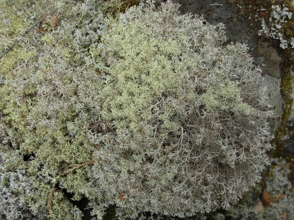 Cladina arbuscula image