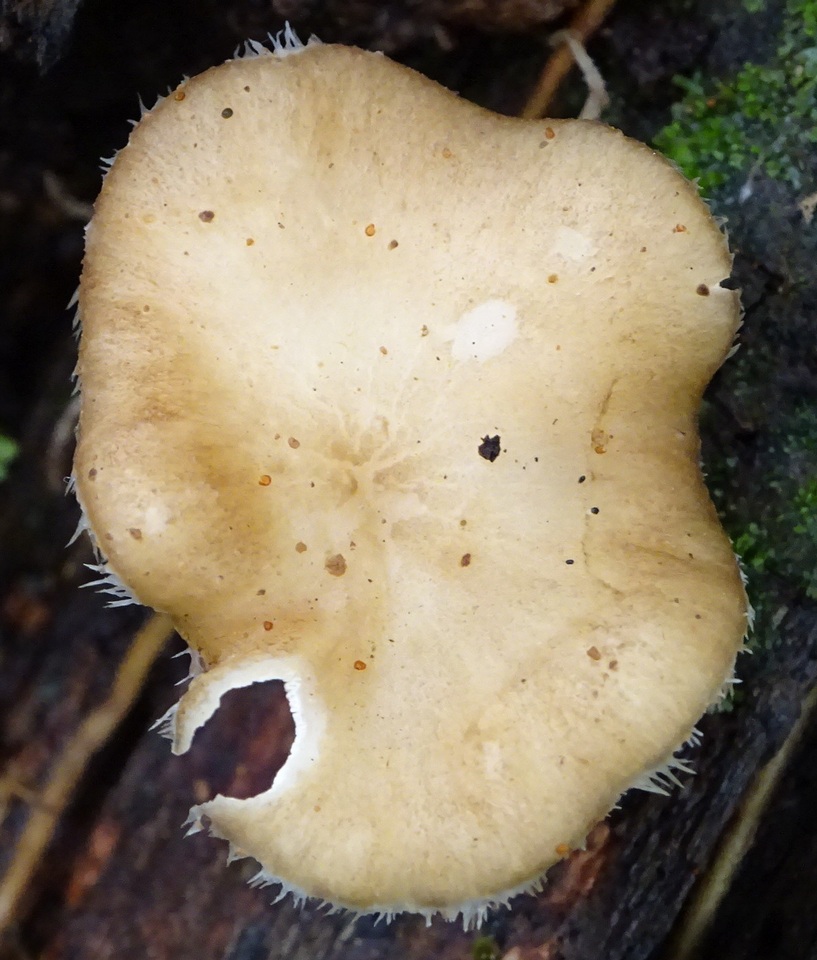 Lentinus swartzii image
