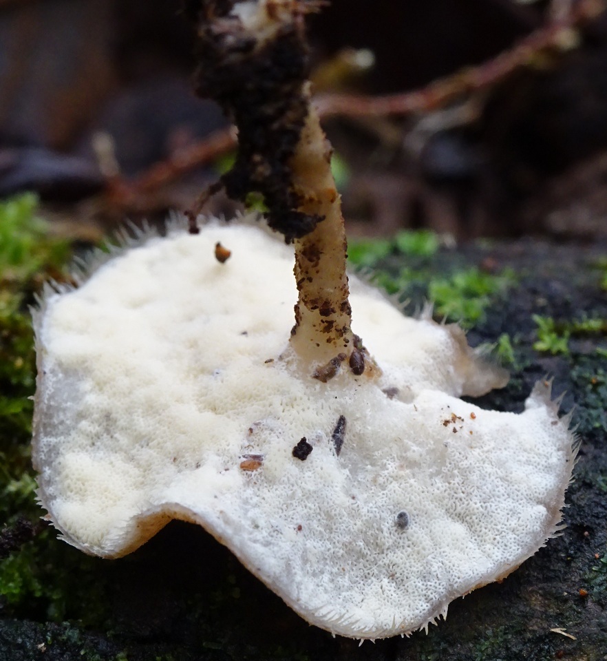 Lentinus swartzii image