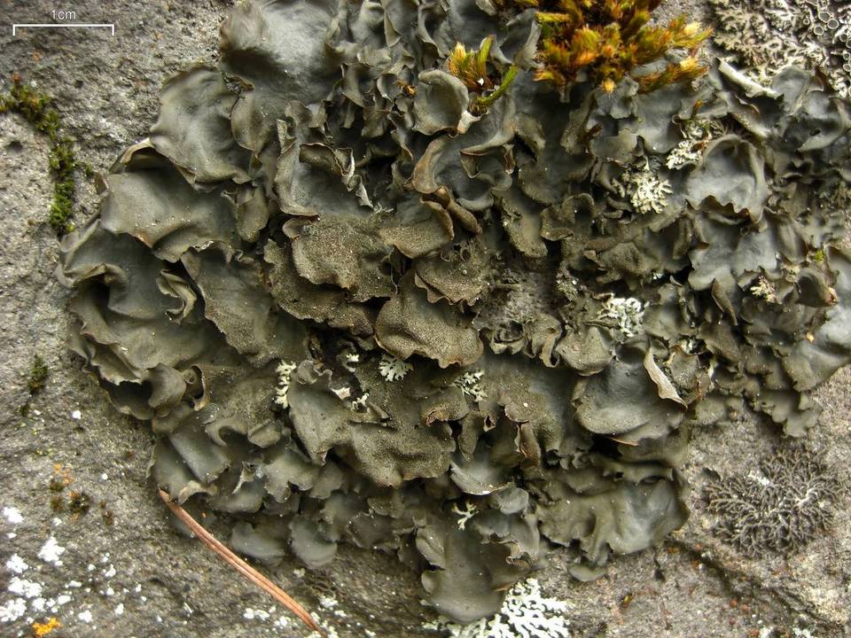 Leptogium burnetiae image