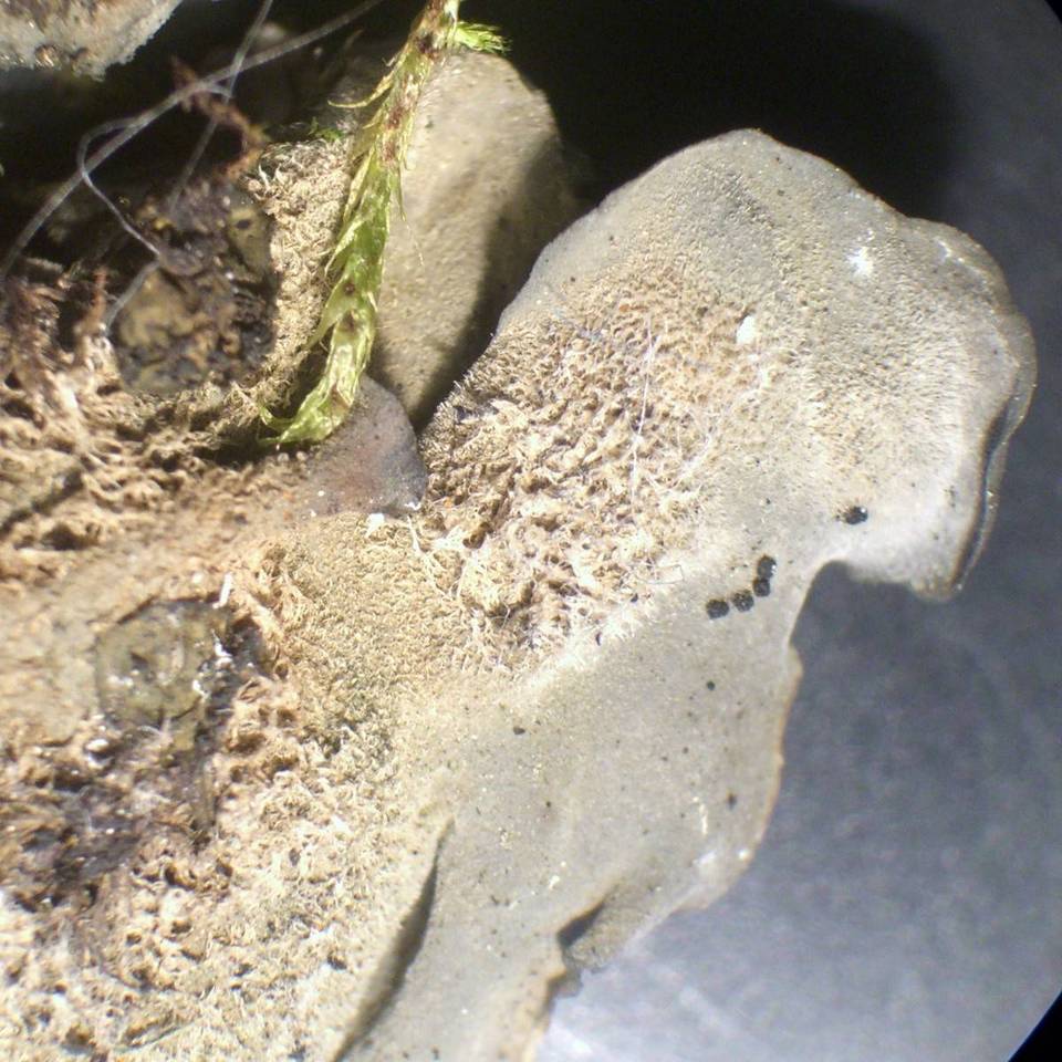 Leptogium burnetiae image