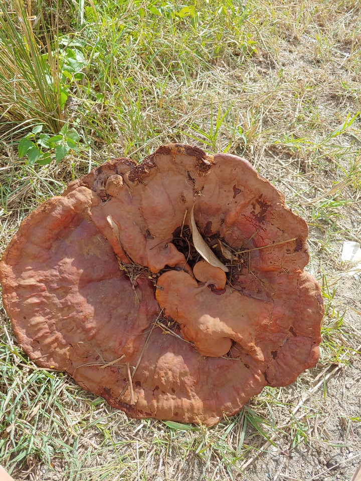 Ganoderma multipileum image