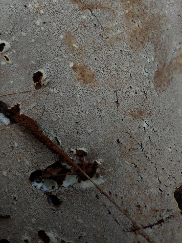 Ganoderma multipileum image