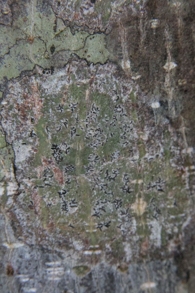 Leiorreuma sericeum image