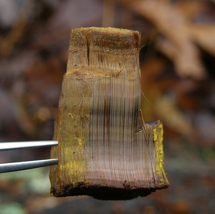 Inonotus andersonii image