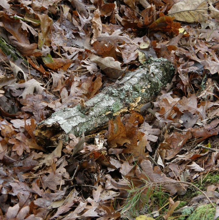 Inonotus andersonii image
