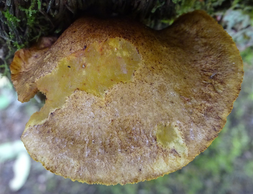 Boletinellus exiguus image