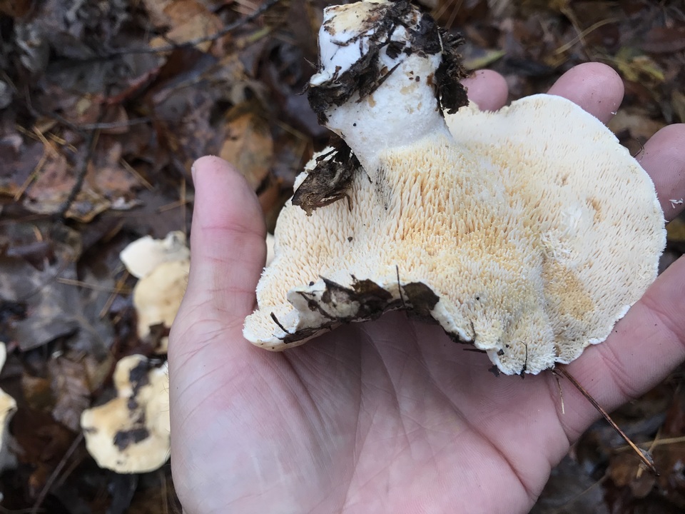 Hydnum albomagnum image