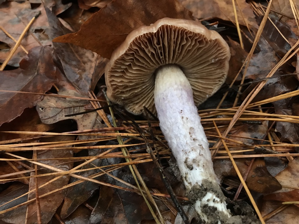 Cortinarius pseudosalor image