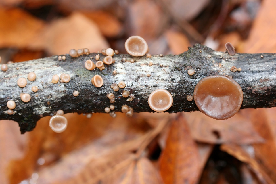 Auricularia angiospermarum image
