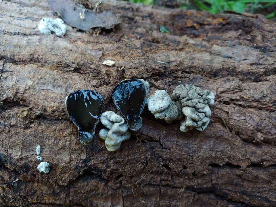 Xylaria mesenterica image