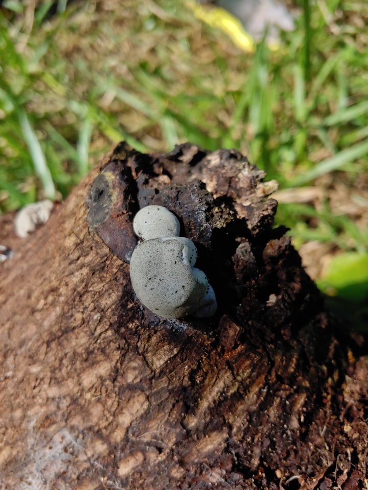 Xylaria mesenterica image