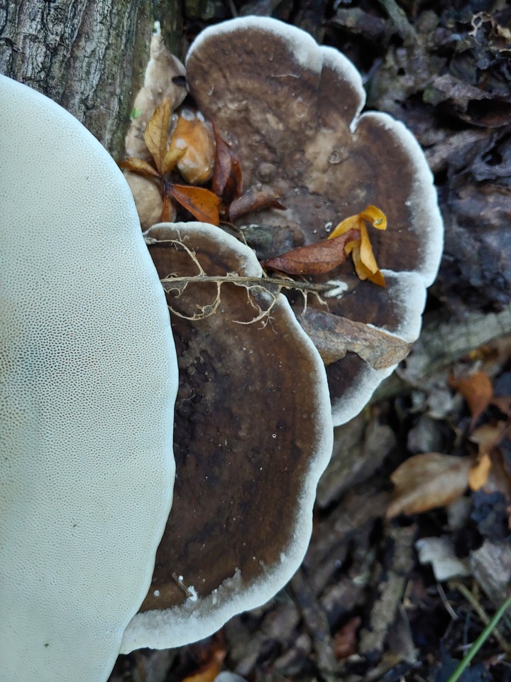Trametes ectypa image