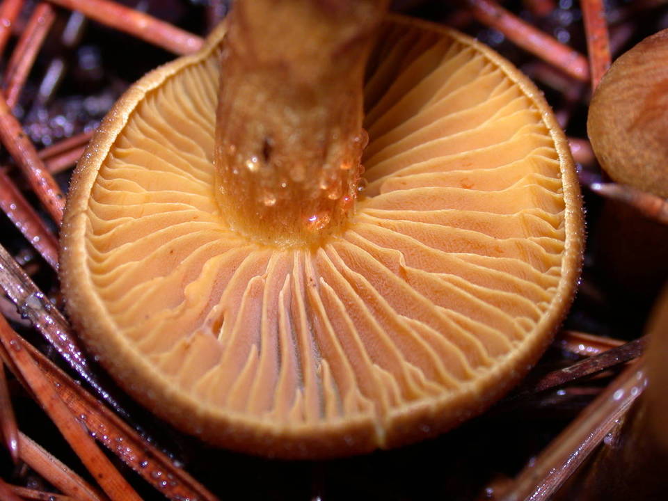 Cortinarius cascadensis image