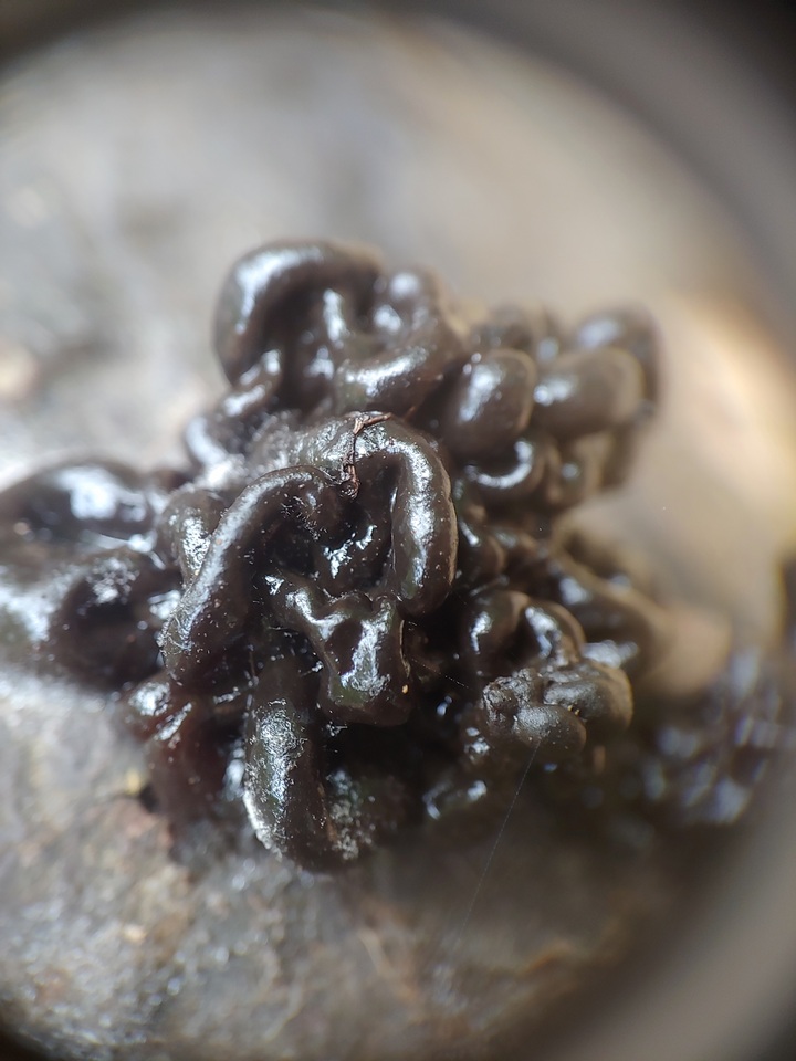 Tremella boraborensis image