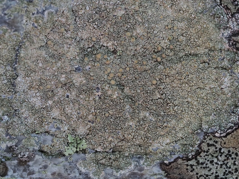 Lecanora pseudistera image