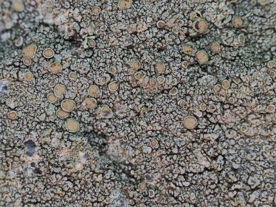 Lecanora pseudistera image