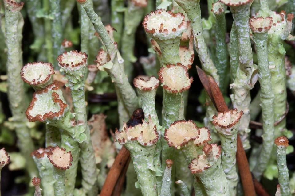 Cladonia ecmocyna subsp. ecmocyna image