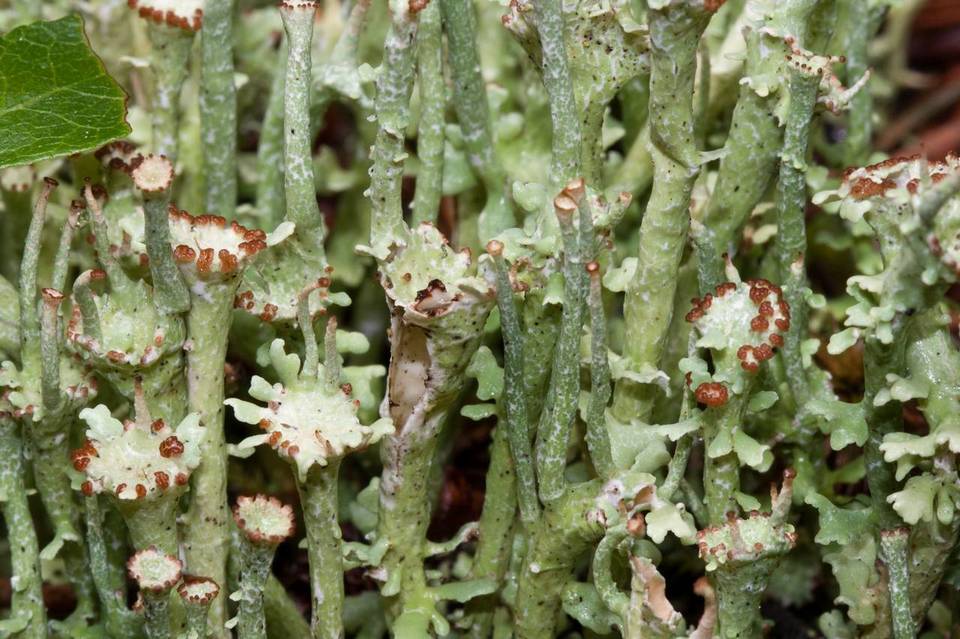 Cladonia ecmocyna subsp. ecmocyna image