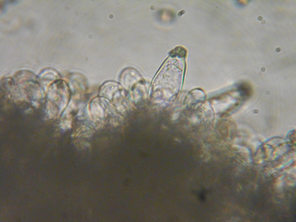 Inocybe pusio image