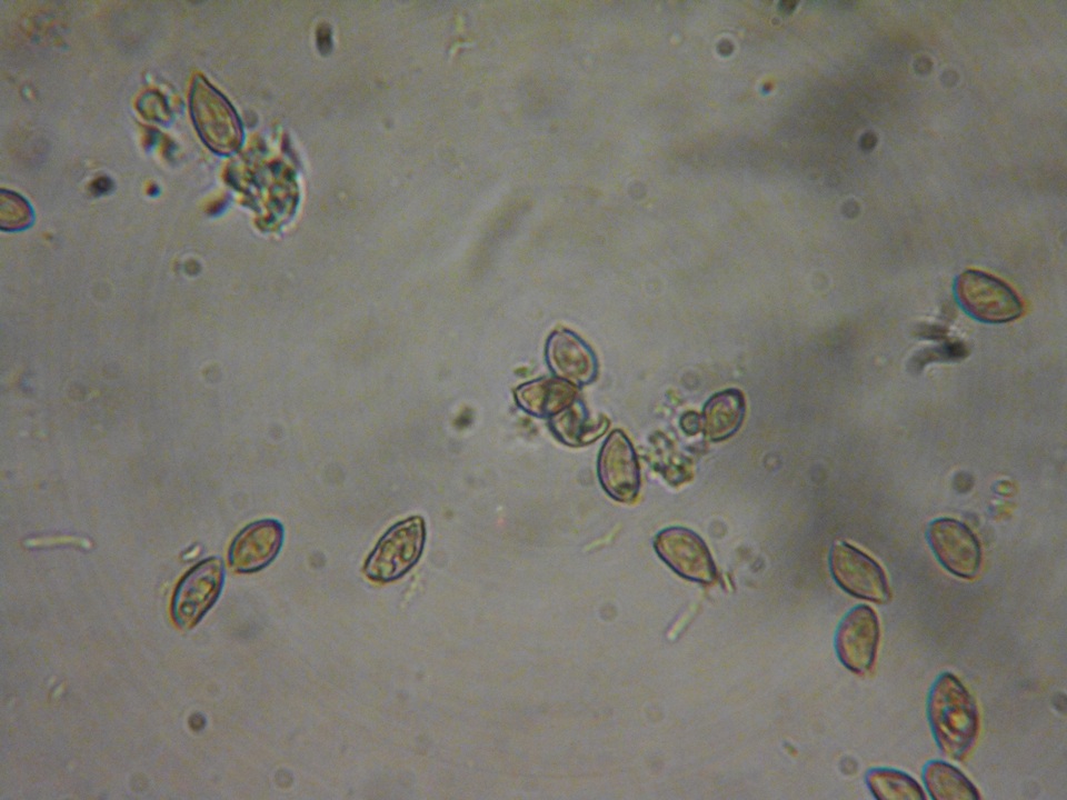 Inocybe pusio image