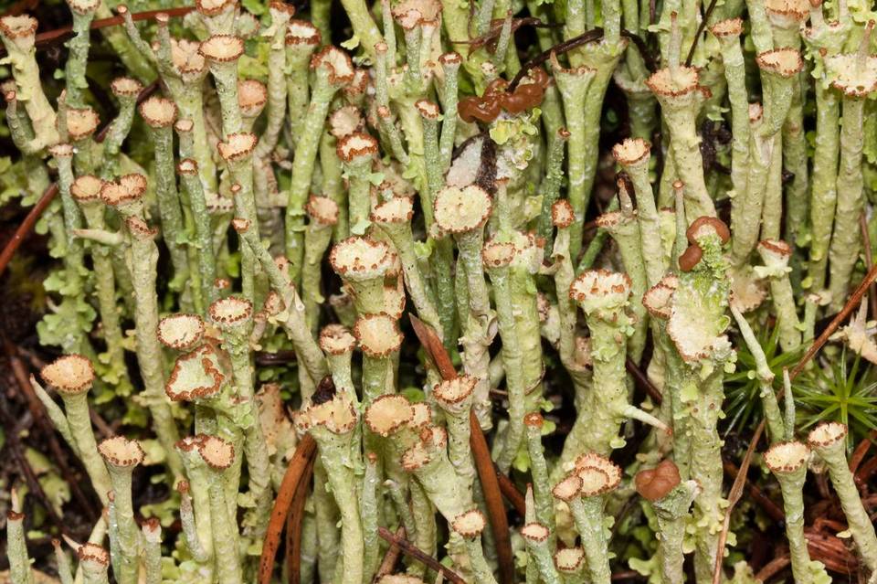 Cladonia ecmocyna subsp. ecmocyna image